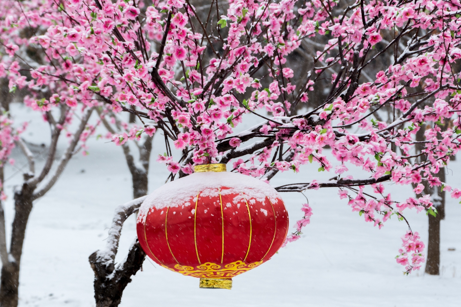 大红灯笼上有点雪更好看了