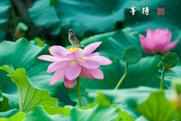 【荷塘】隐匿的花香