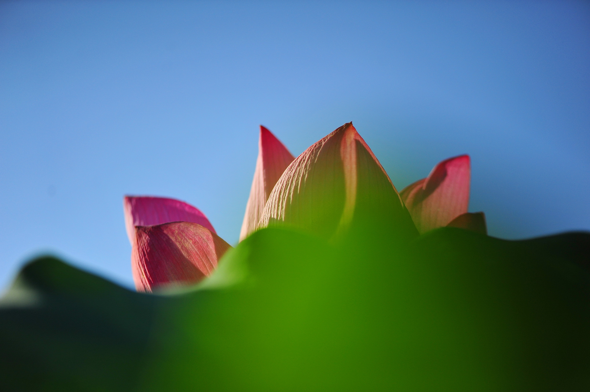 花之精,蕊之髓