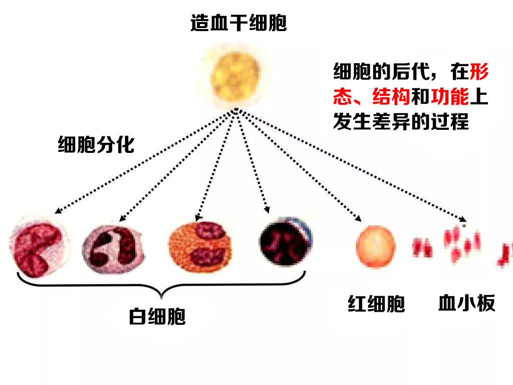 干细胞的到来,让白血病患者看到了希望