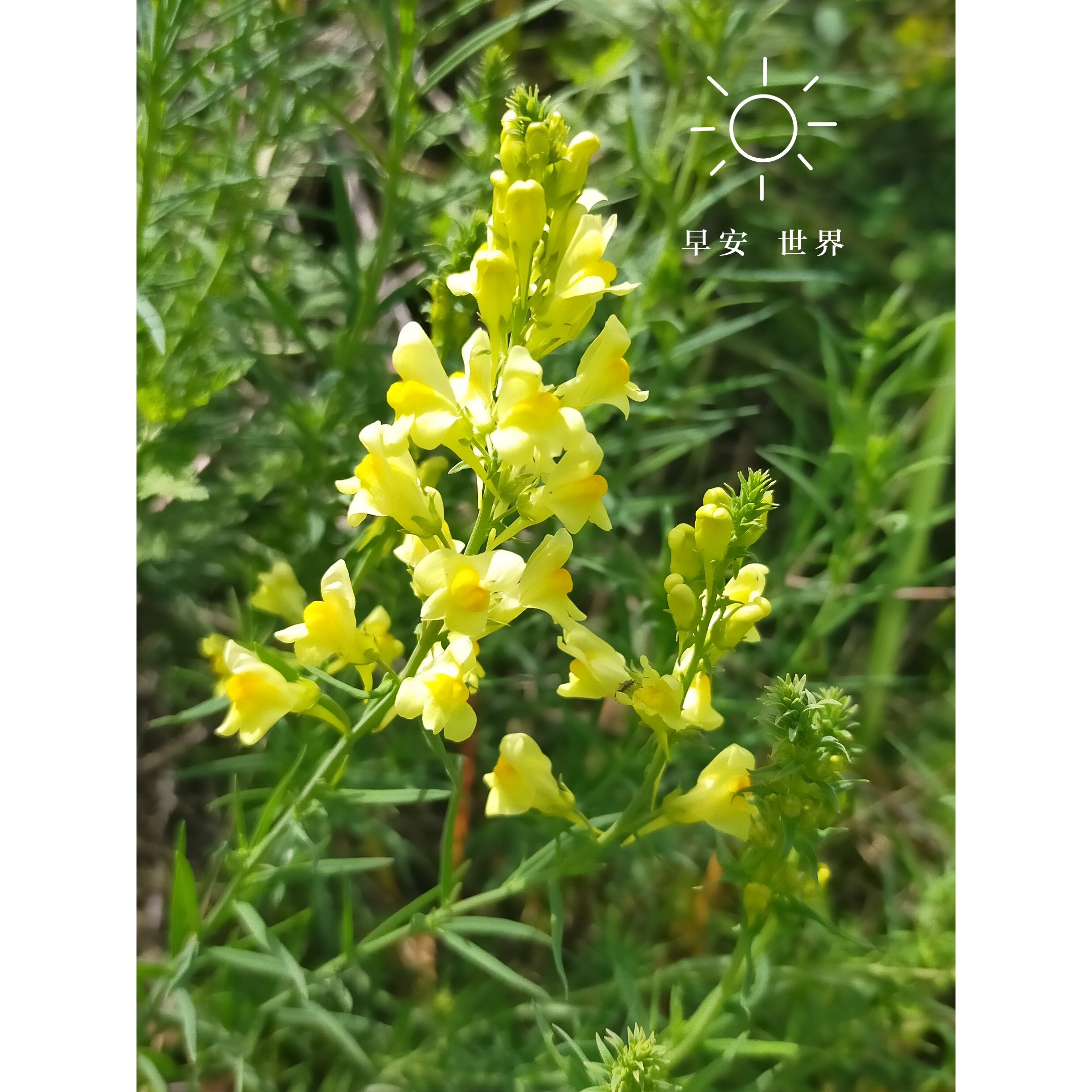 前几天在路边见了这种黄花花,好像从没见过,还是没注意过,觉得挺好看