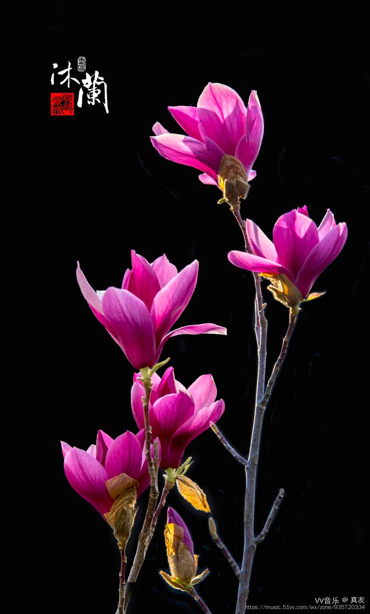 玉兰花