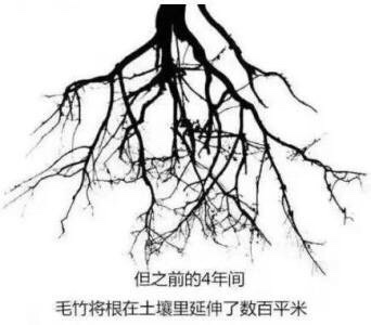 竹子定律