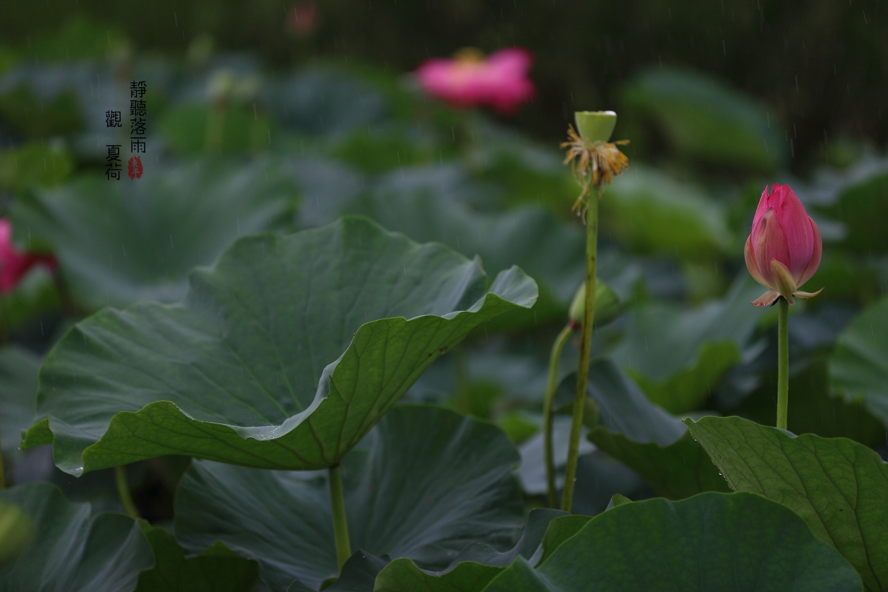 静听落雨观夏荷