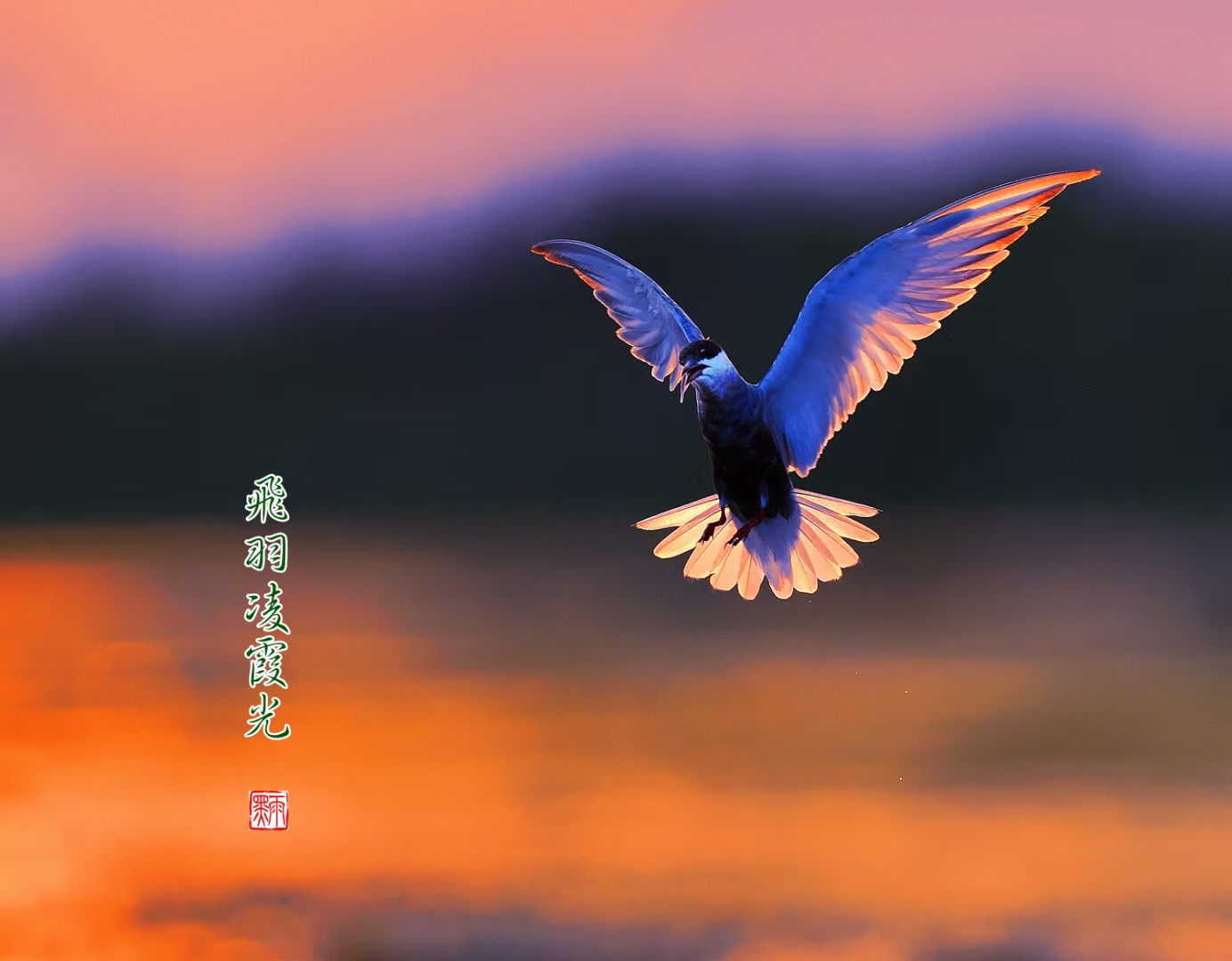 【首发】霓裳羽翼斜阳靓,花样年华展笑颜.