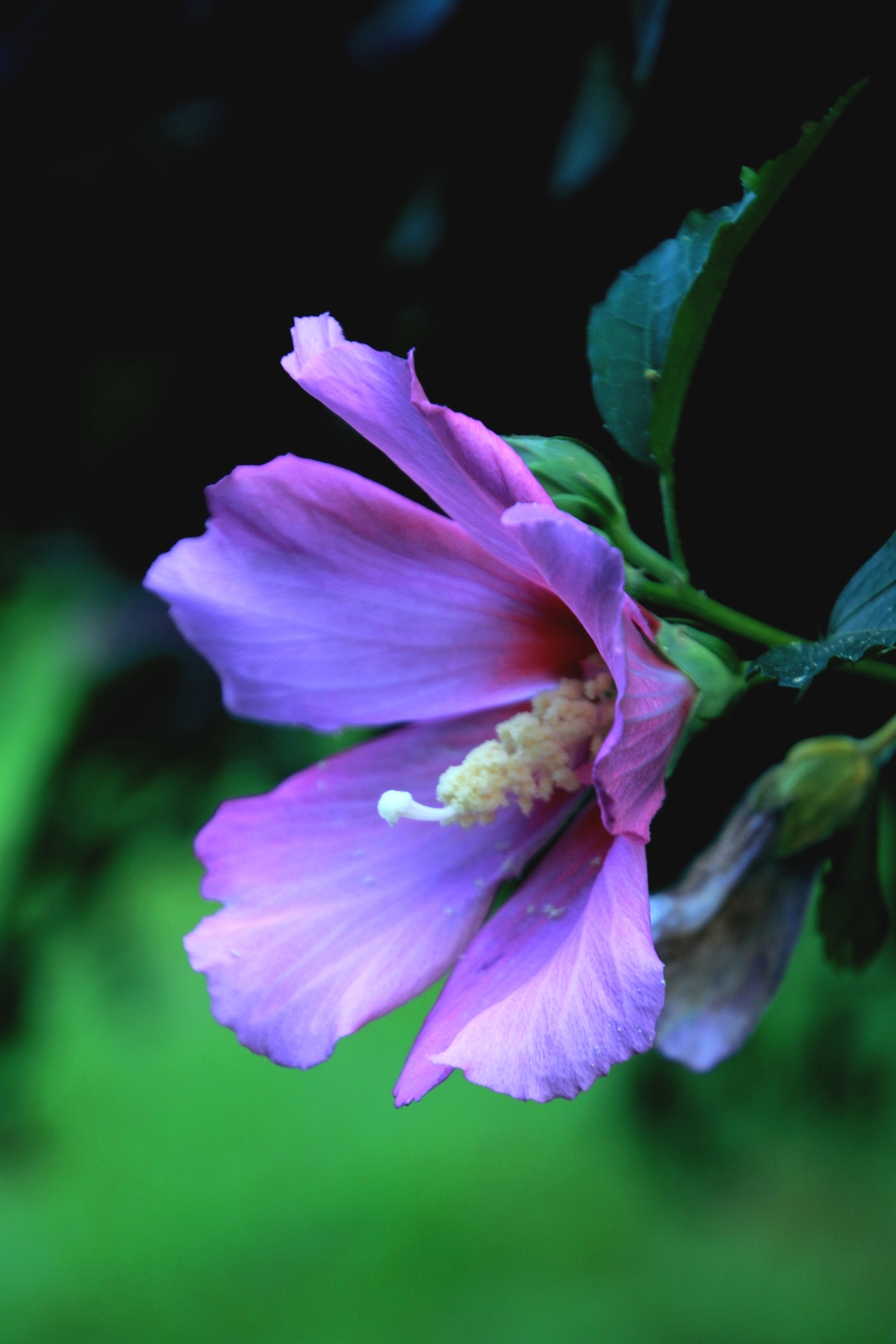 《庭院深深》叶伴花开花衬叶木槿花篇