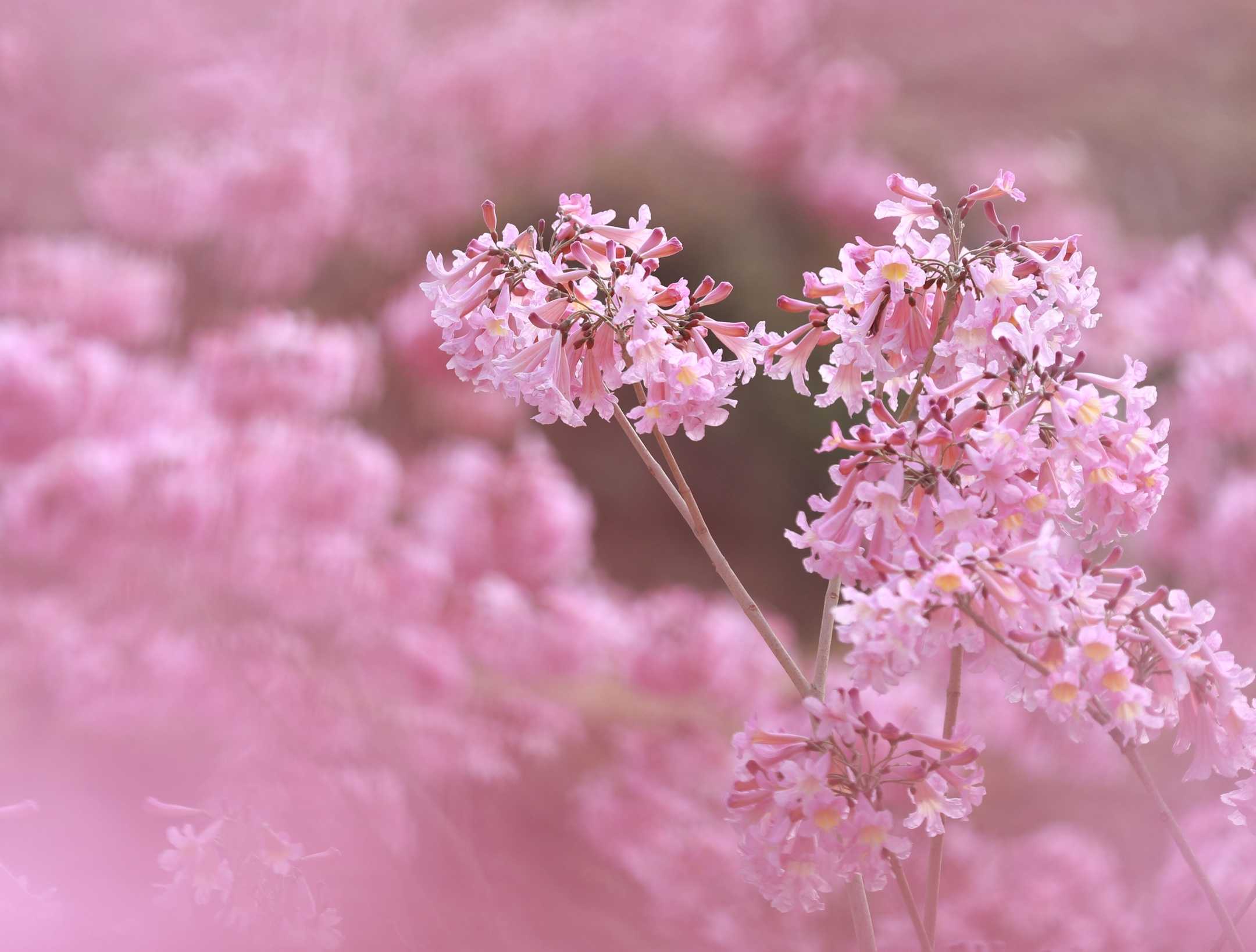 紫花风铃木