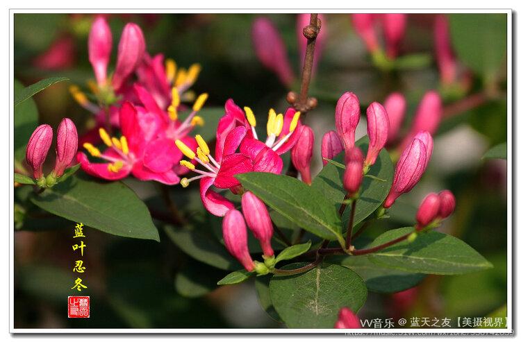 首发美丽的小红花蓝叶忍冬