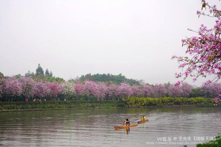 春天是赏花的好季节,广州海珠湿地的春天非常美丽……紫荆花在岸边