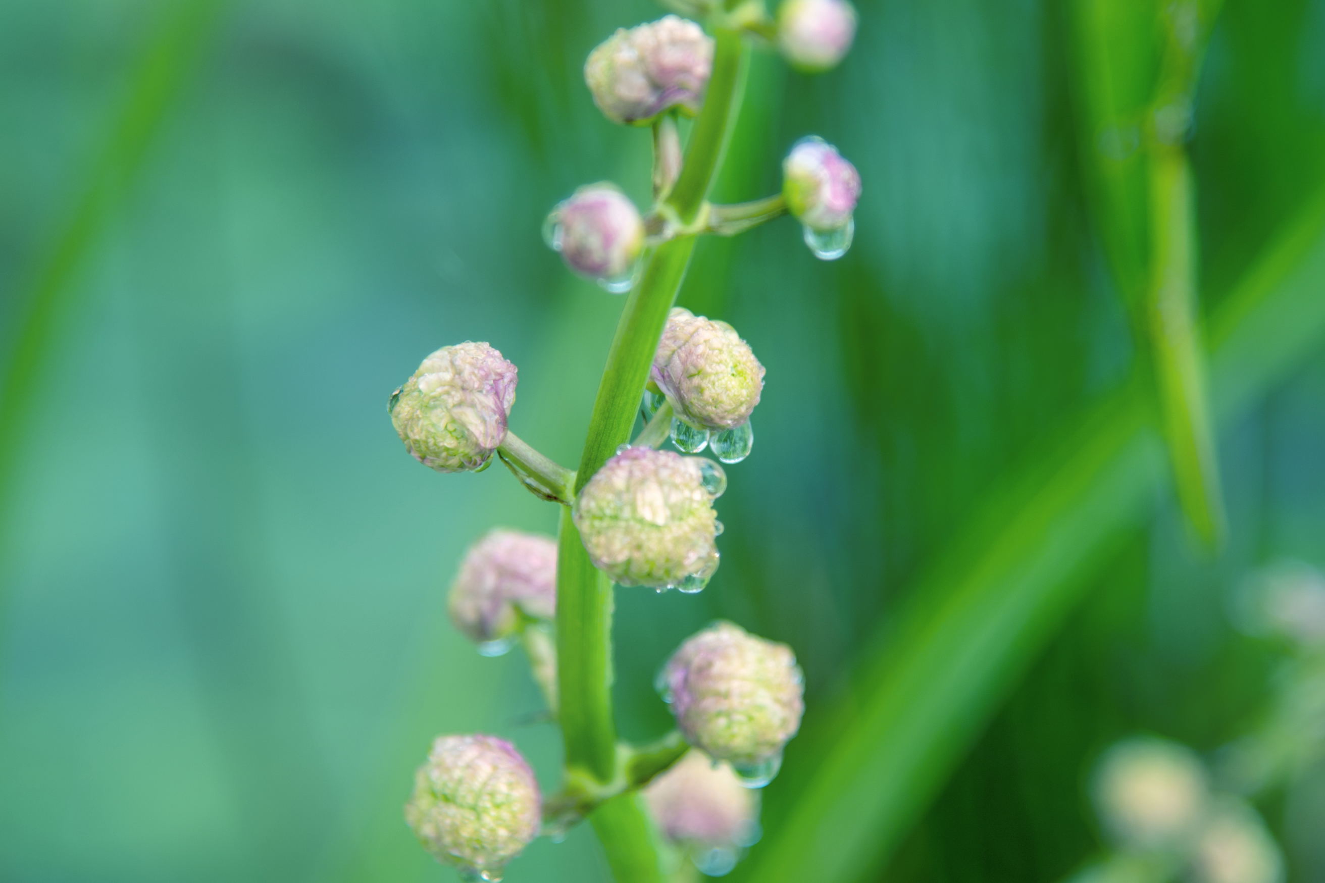 洁白如雪重瓣慈姑花(首发)