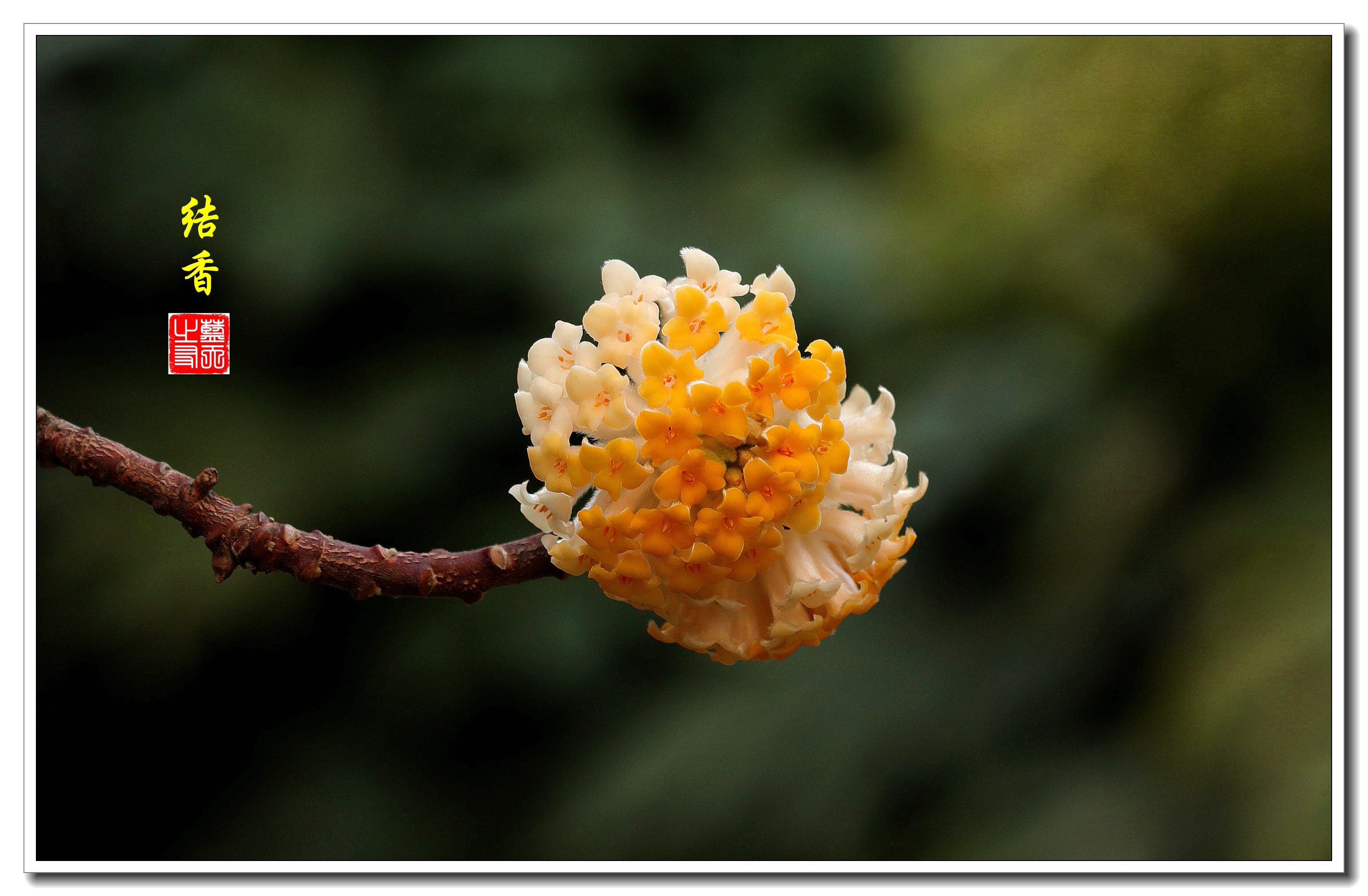 【首发】结香花开香满园