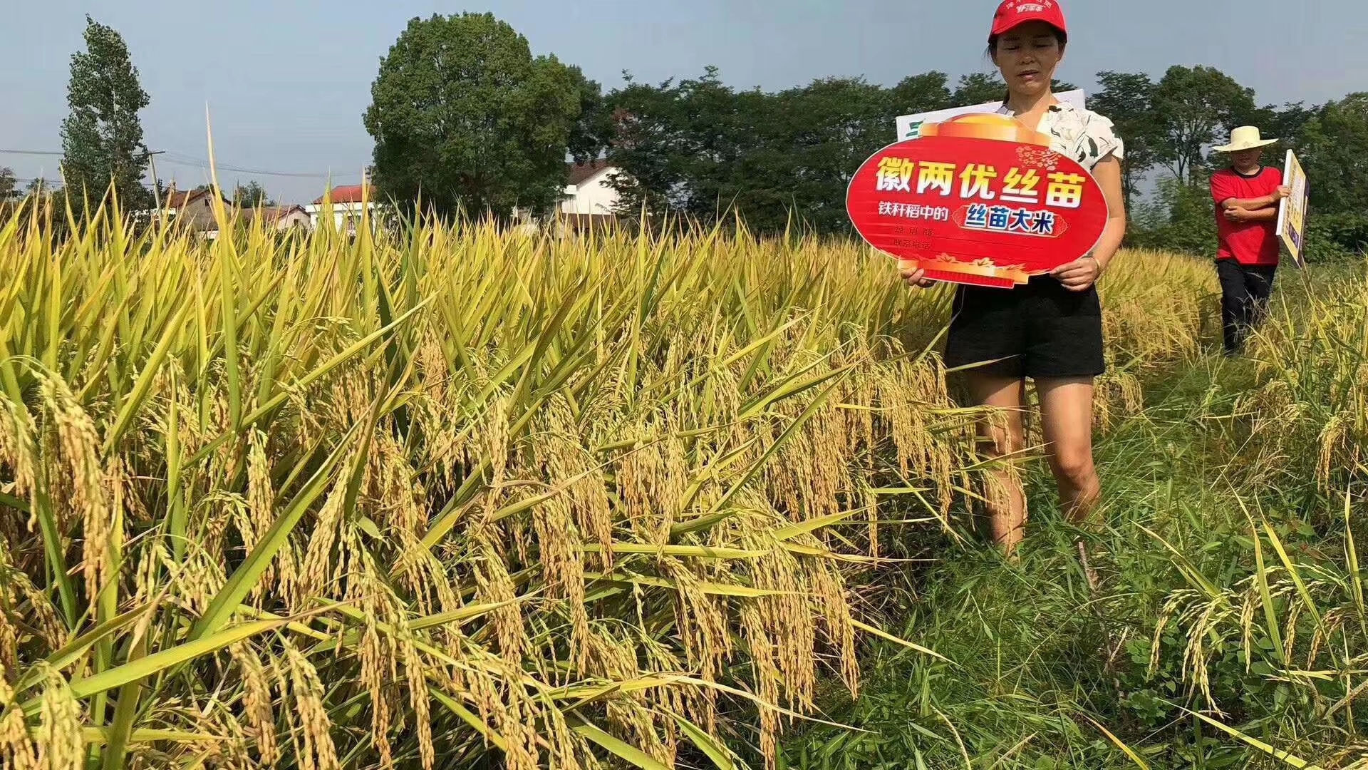 种徽两优丝苗!做种田牛人!