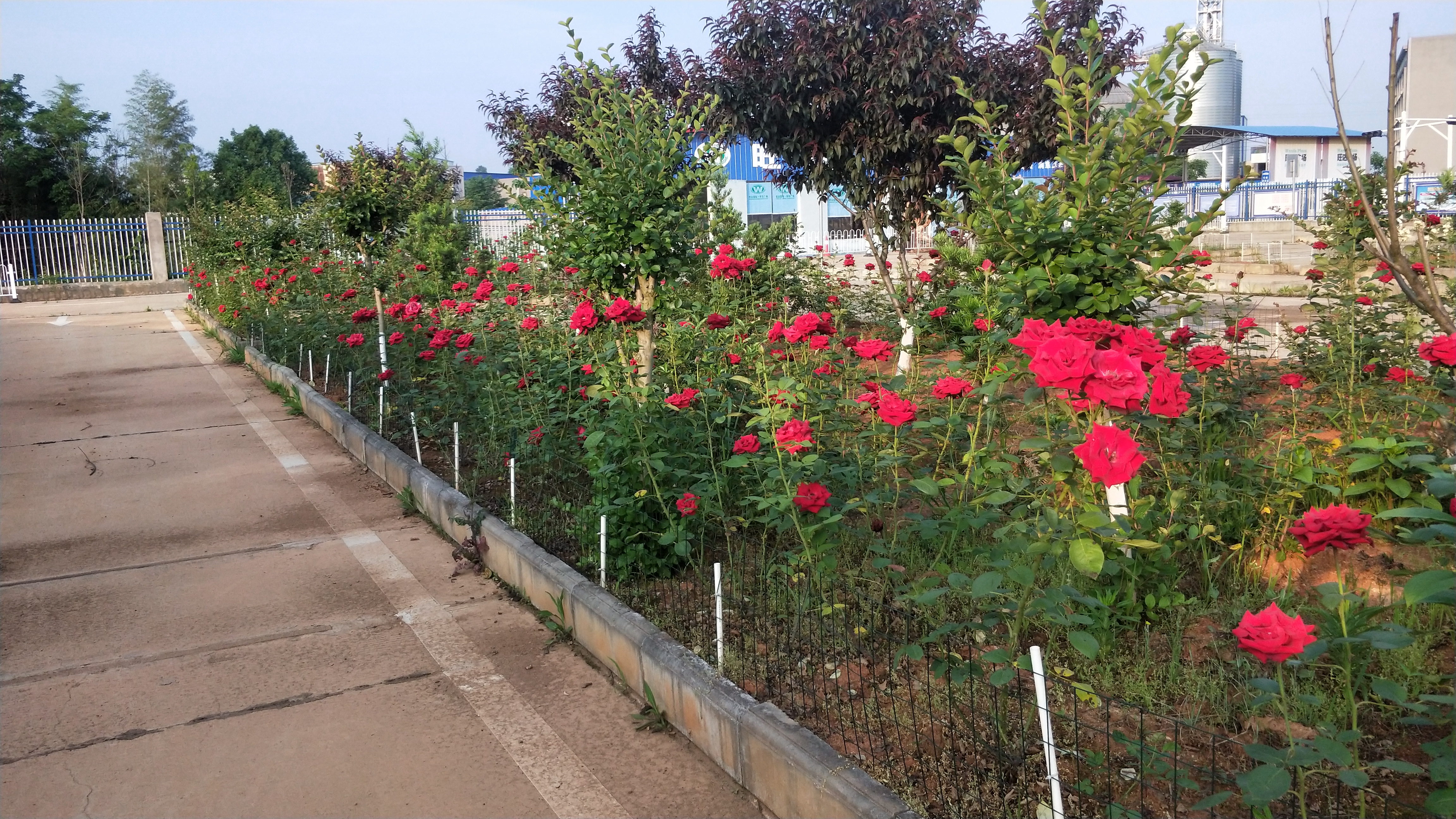 湖南衡阳||驾校种出满园玫瑰花和桃子