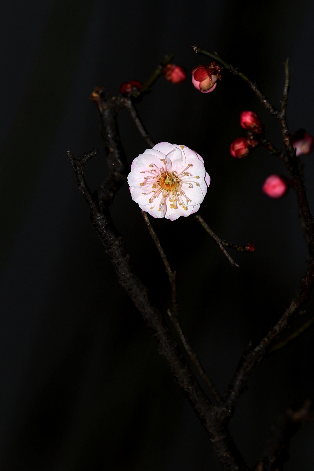 梅花香自苦寒来