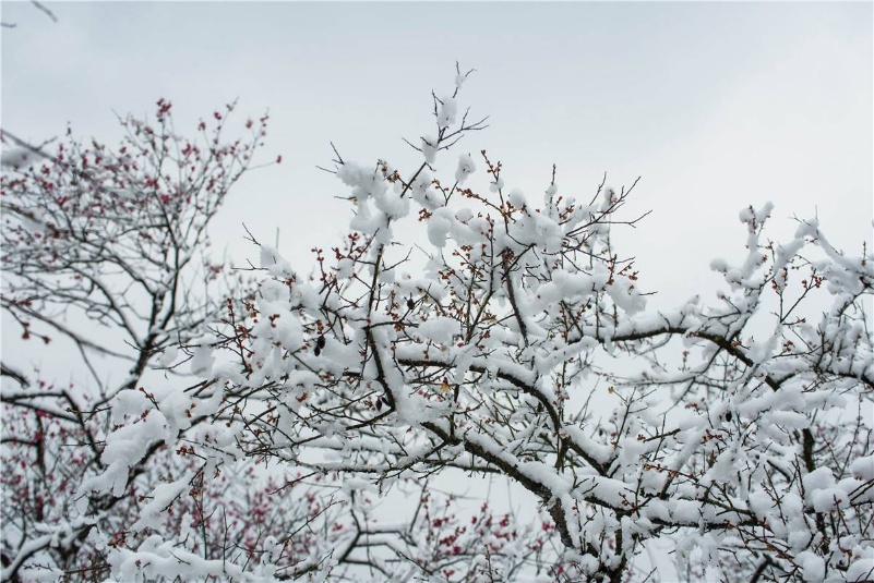 雪中梅园