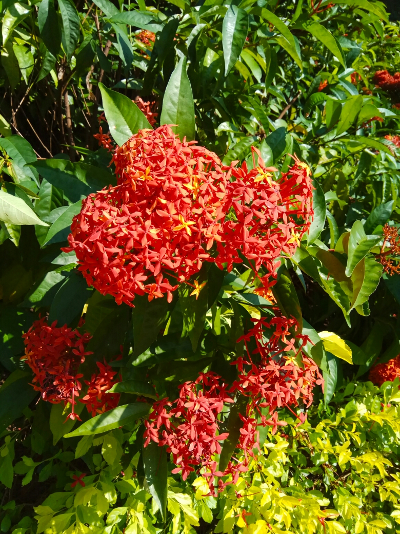 "火焰红"花是西双版纳的市花