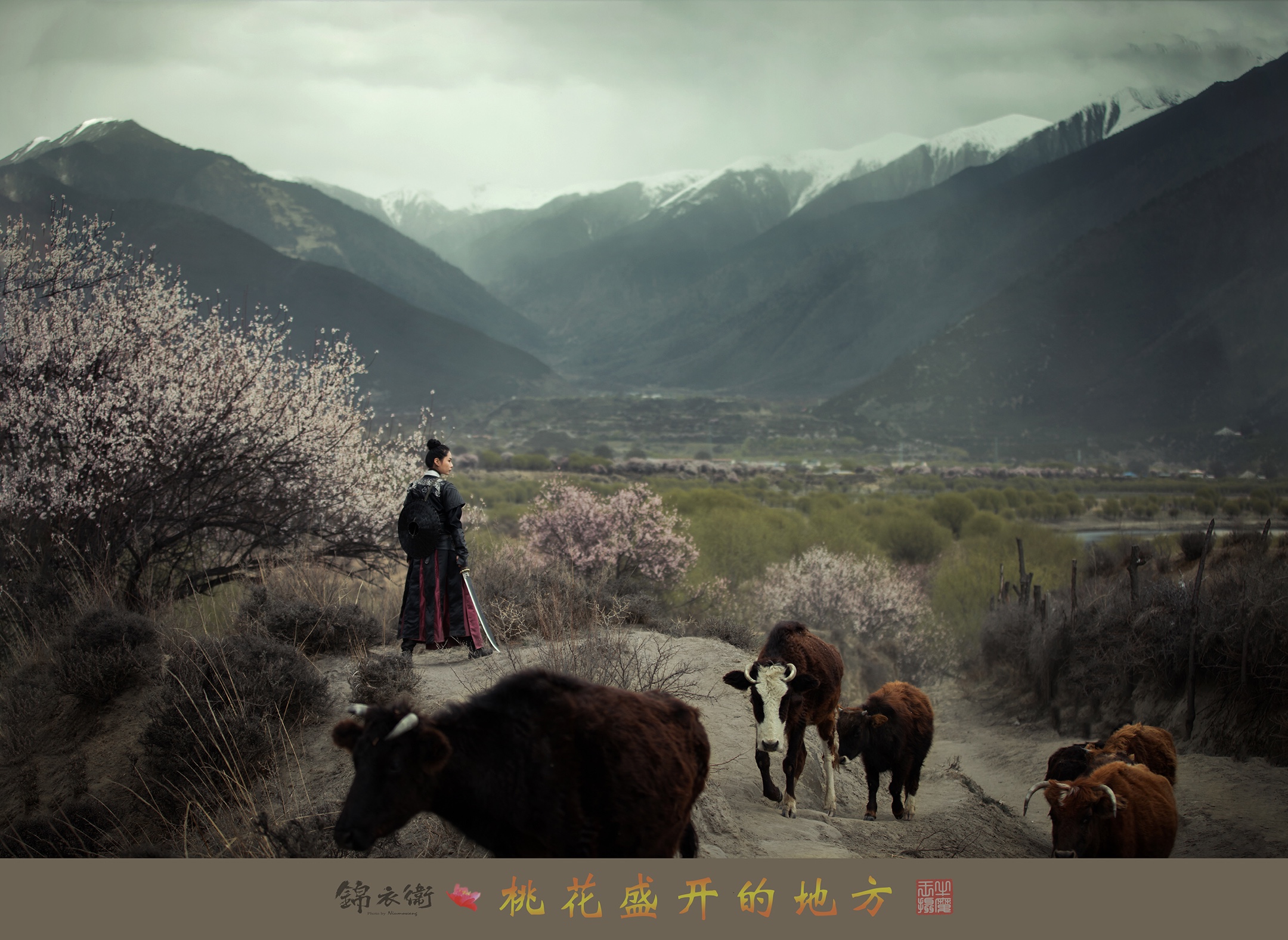 桃花盛开的地方