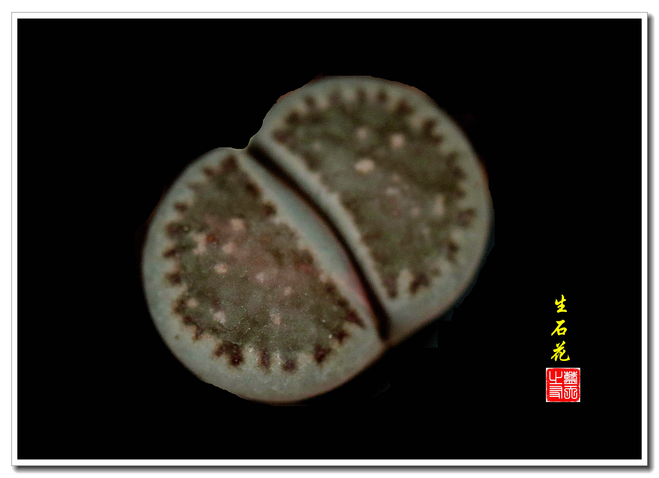 【首发】有生命的石头·石生花