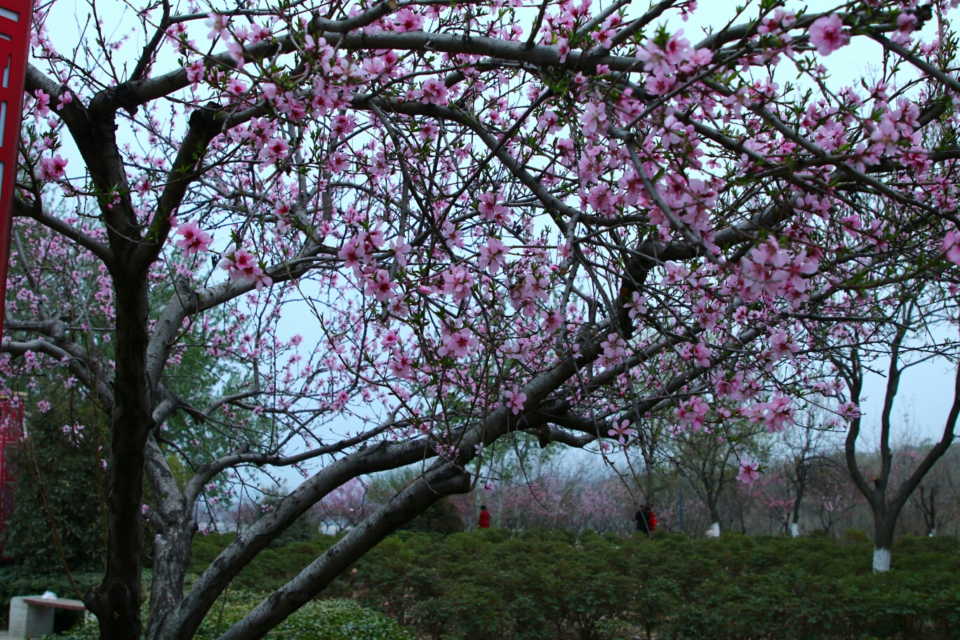 三月桃花雨