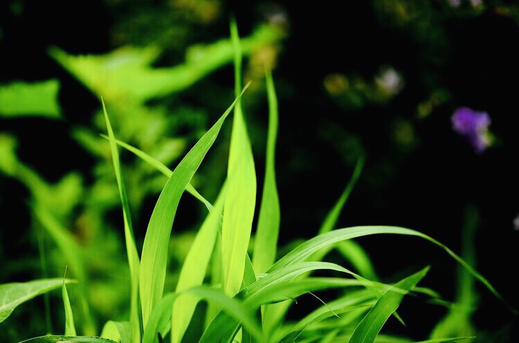 【科尔沁诗人】韵海扬帆 《第三期》围题诗"春草"