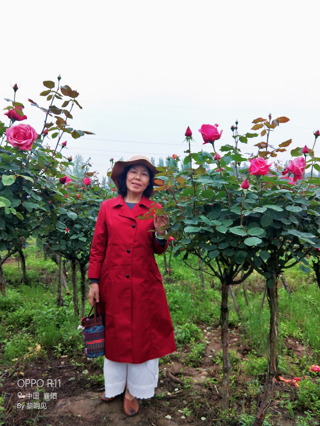 游卧龙镇月季花海