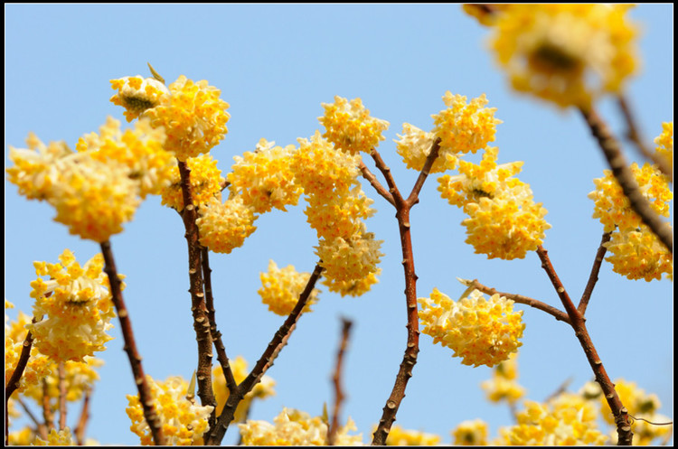 【西窗古韵结香花】首发