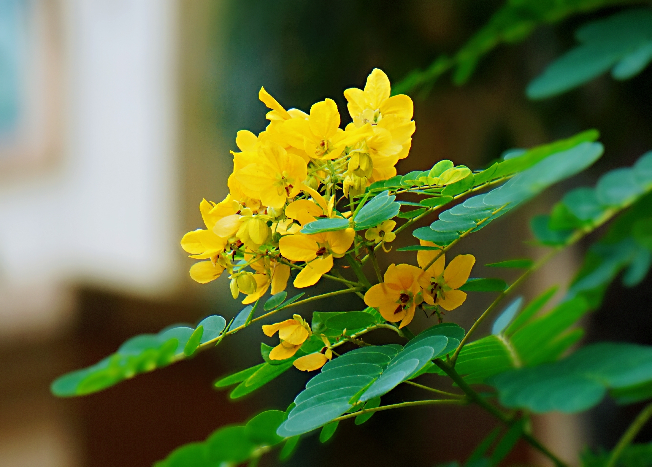 冬日里温柔盛开的黄槐花(vv首发)