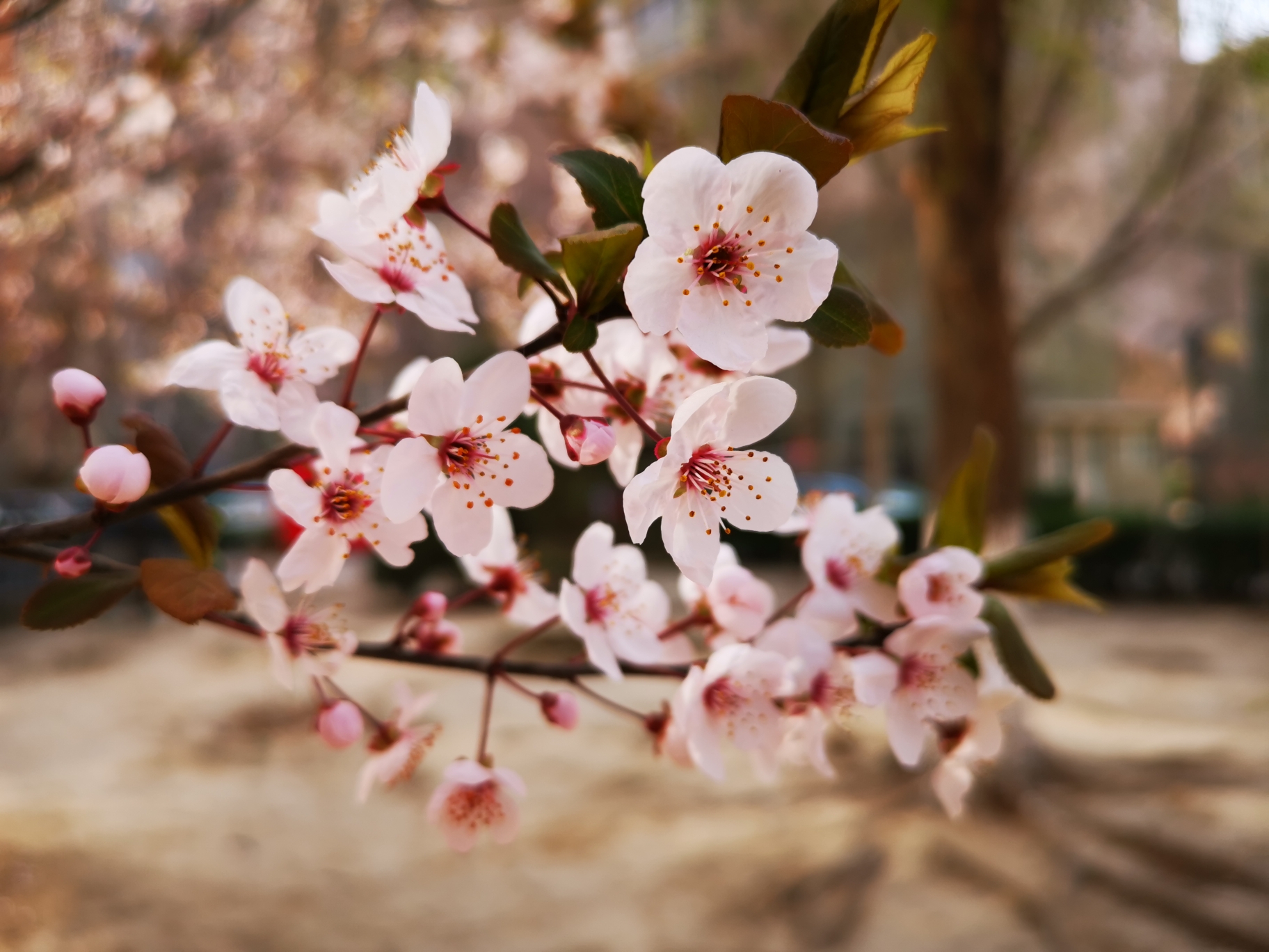 《花桃朵朵开》