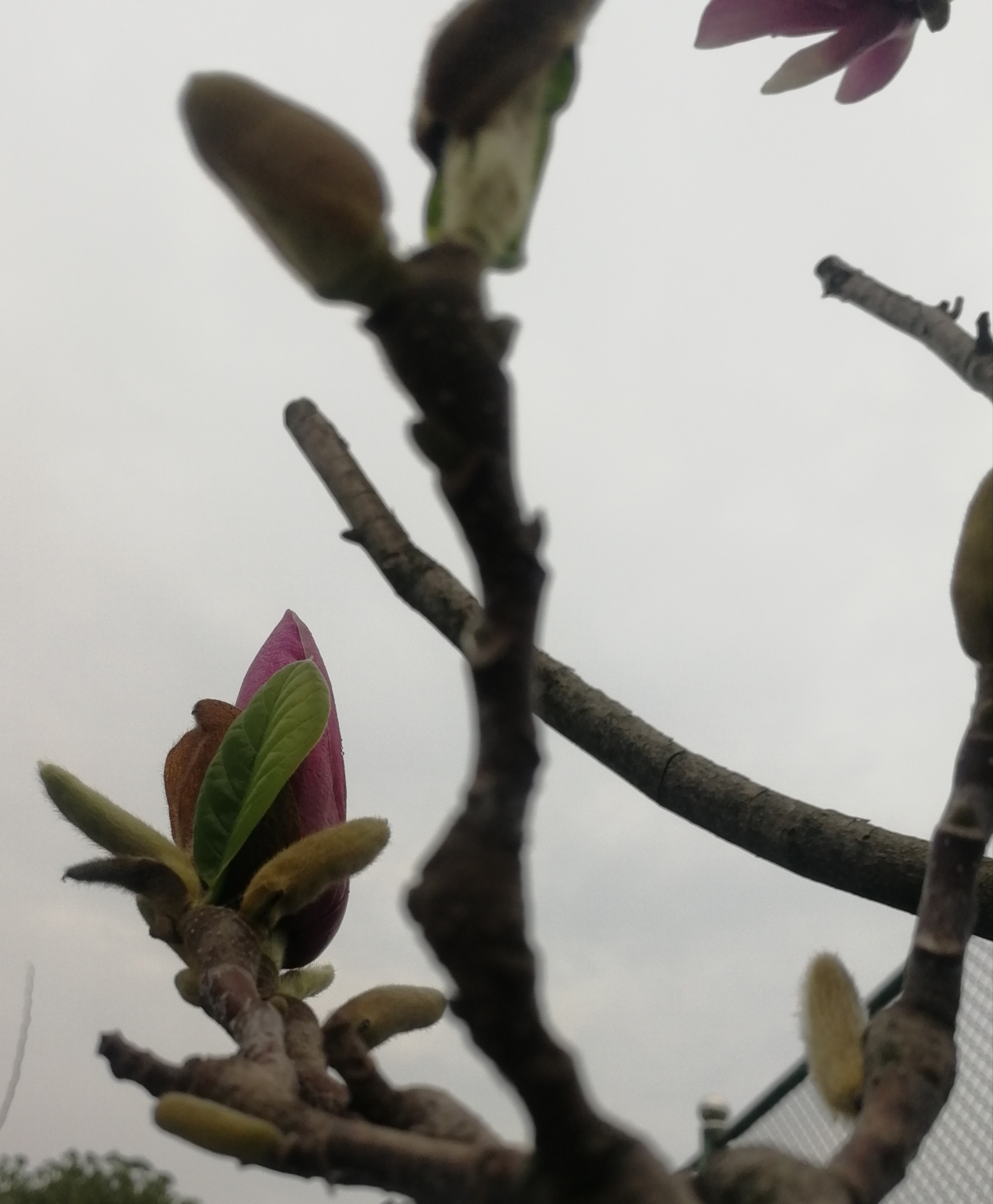 玉兰花