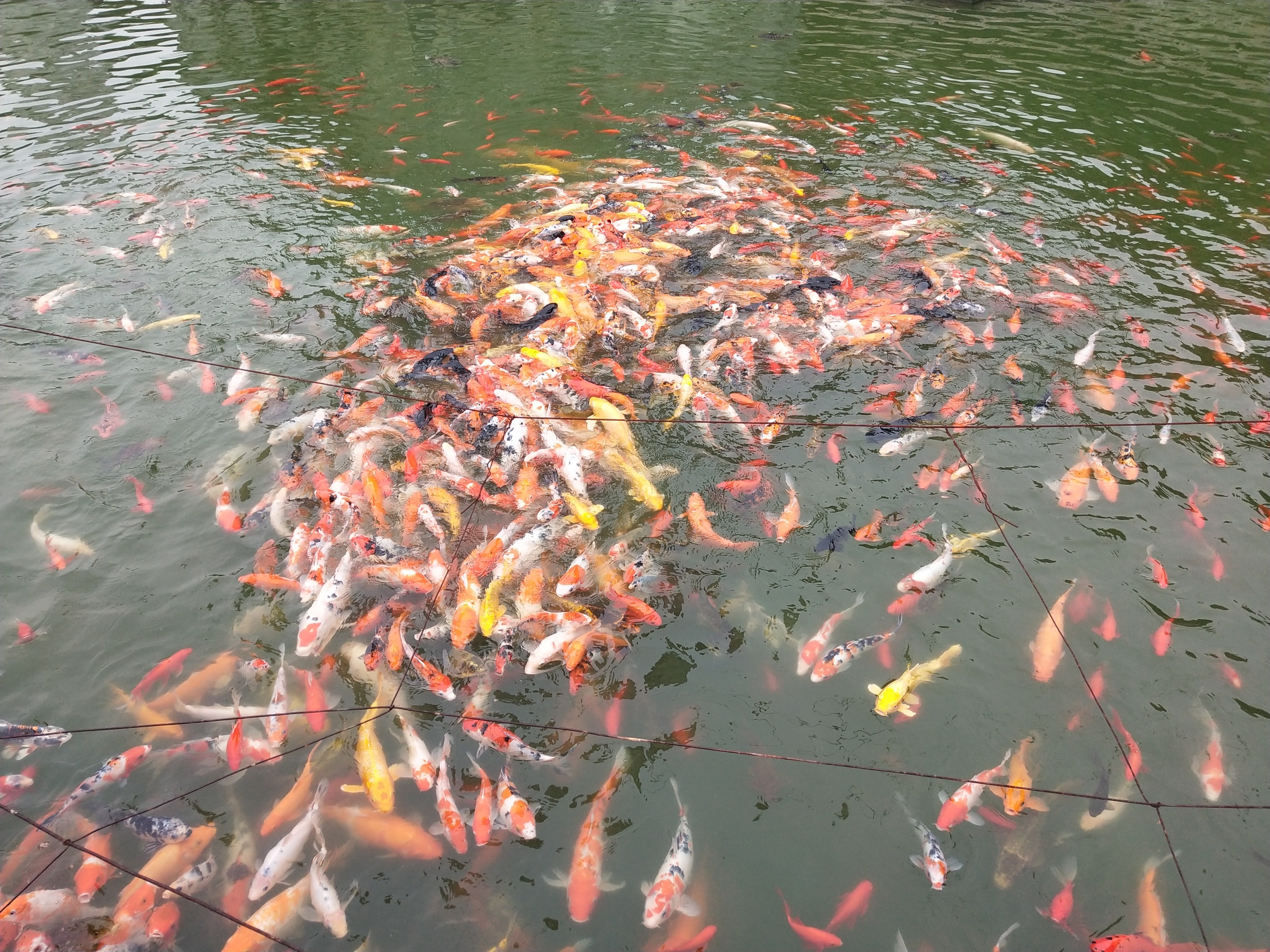 在山门正前是一方池子,里面鲤鱼如织,香客濠粱撒食其中,游鱼雀跃,人乐