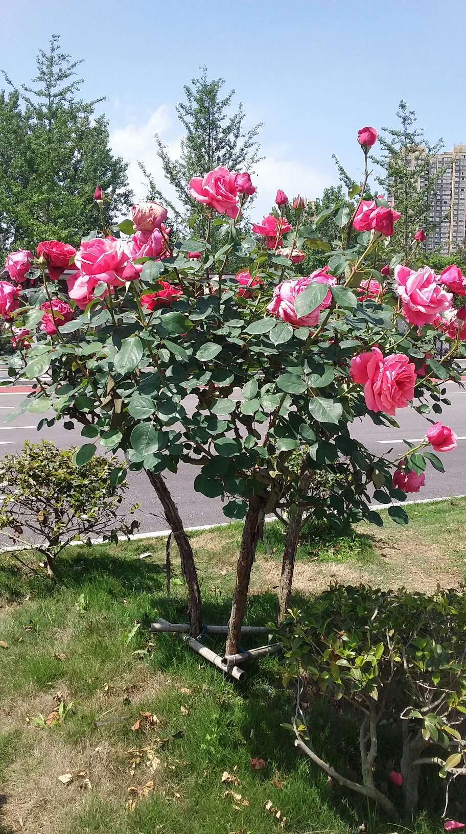 月季大道观花记