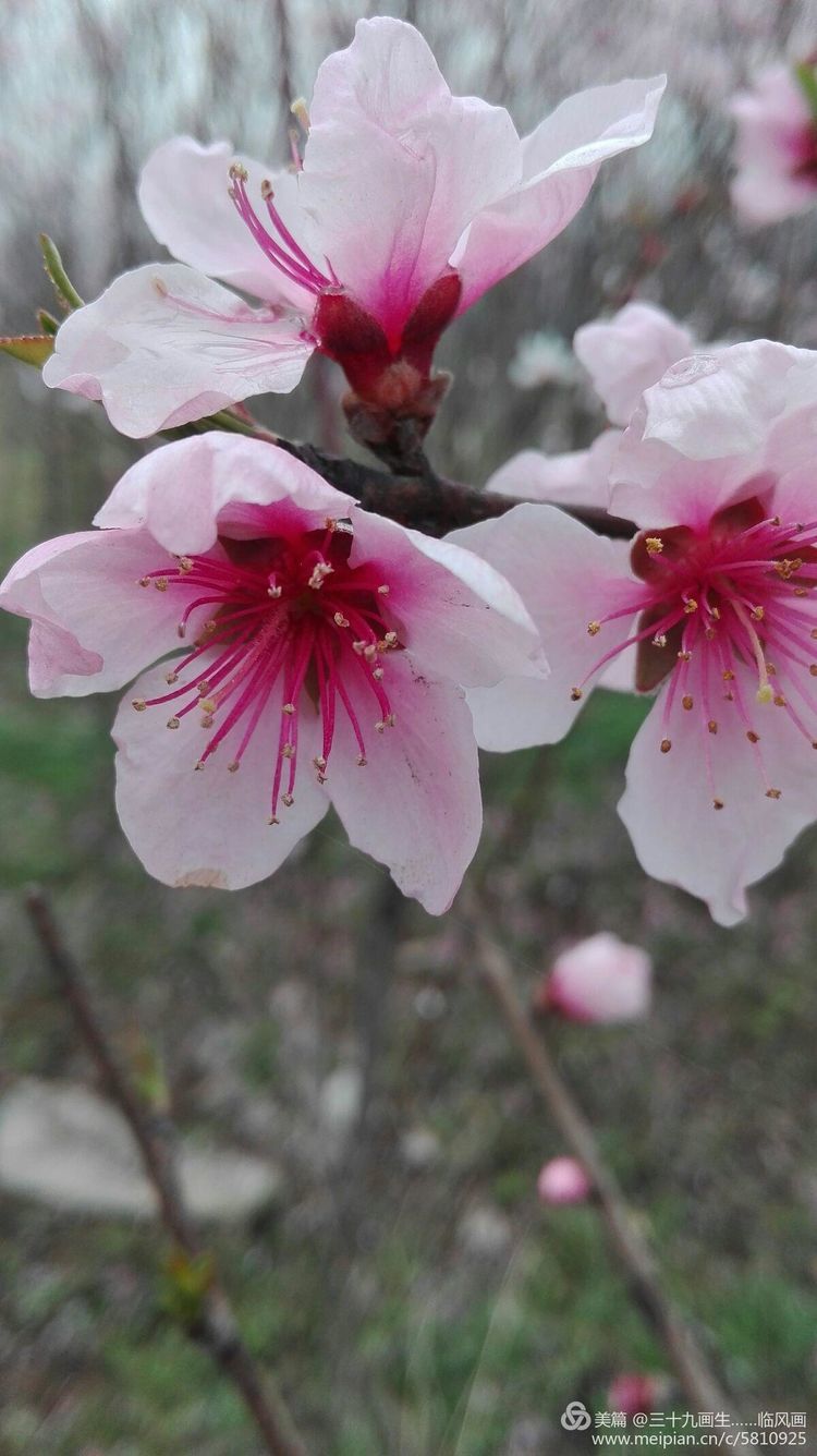 三月桃花雨