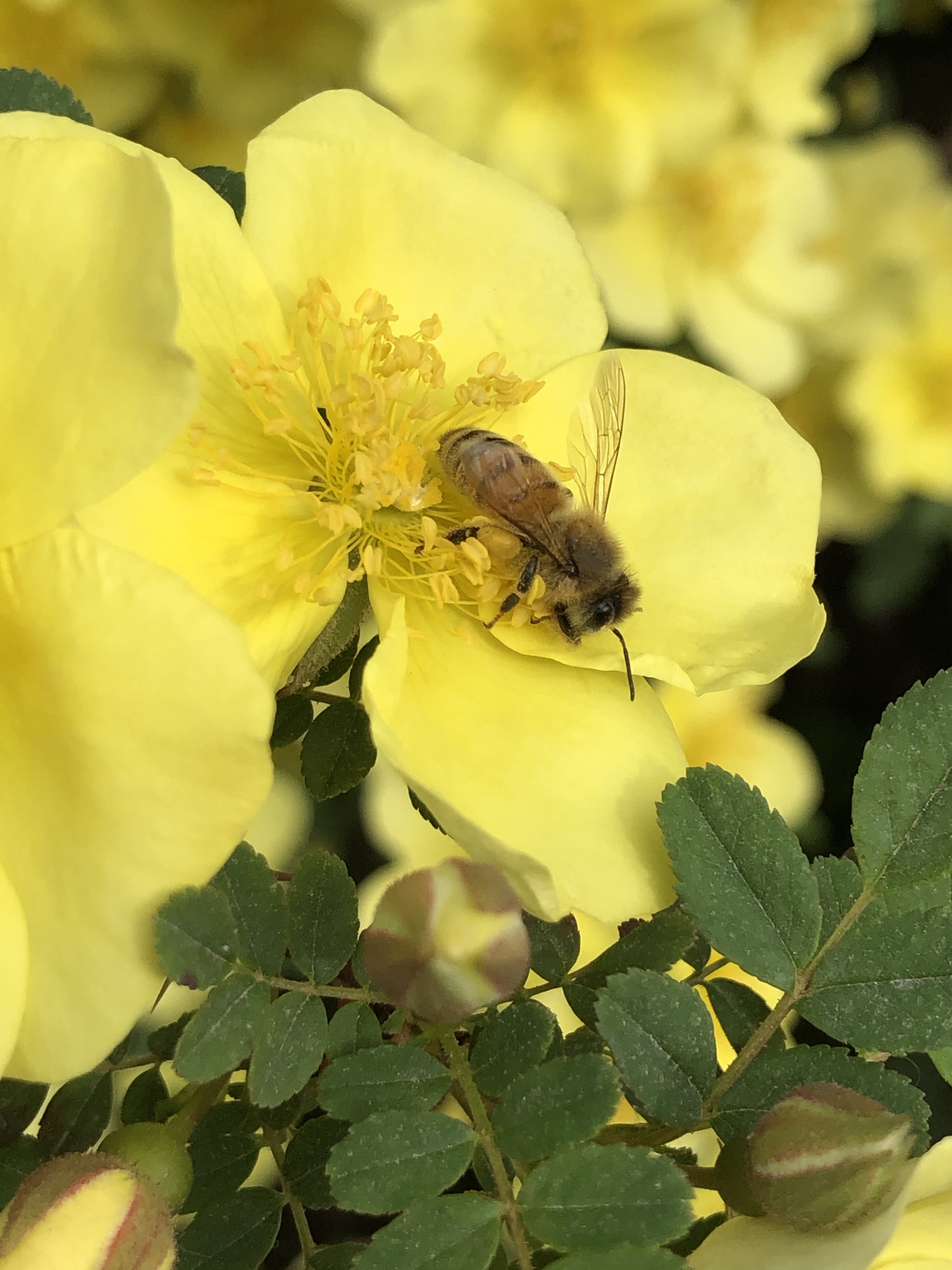 《野蜂飞舞》