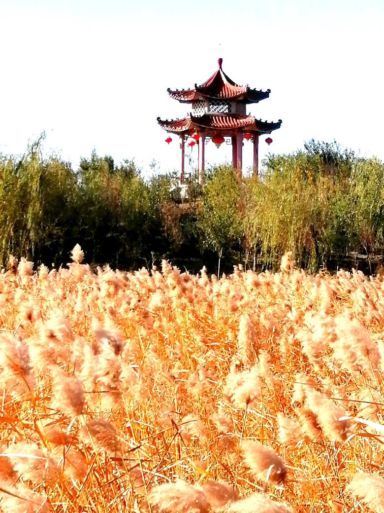 芦花