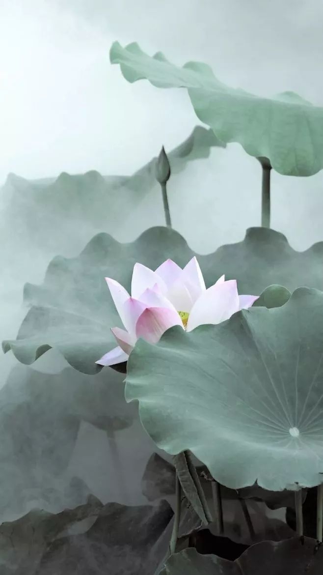 选摘-baihuafofa第三册《妙悟妙法—圆觉妙心》