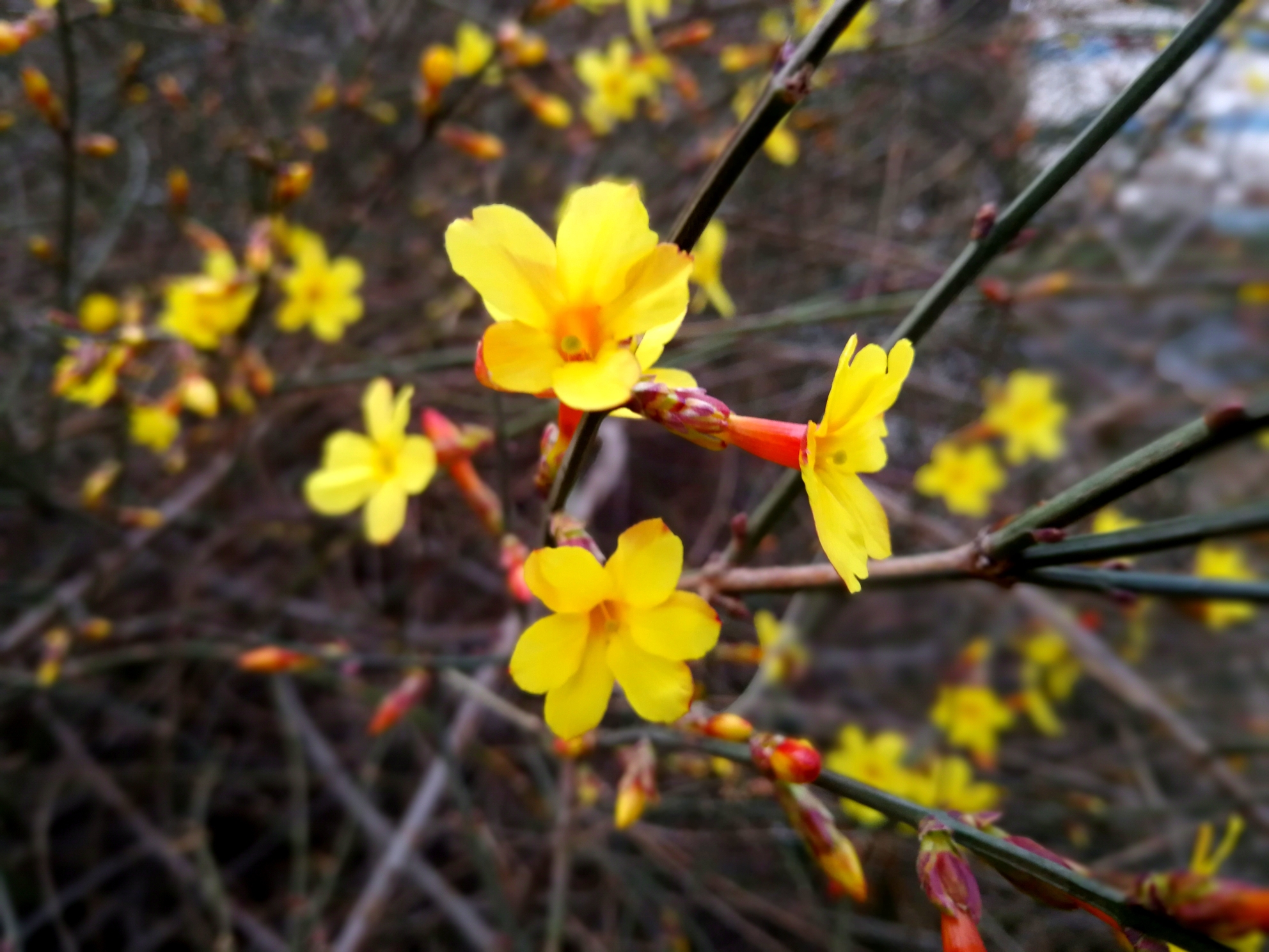 迎春花