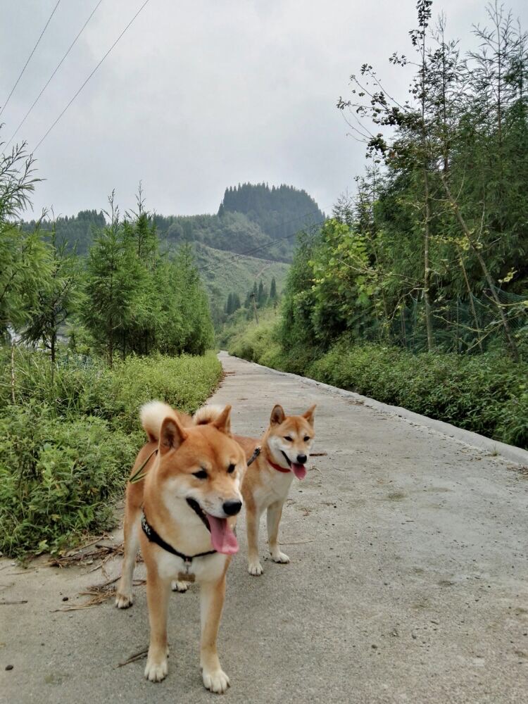 【小说部落】柴犬弟弟的死亡