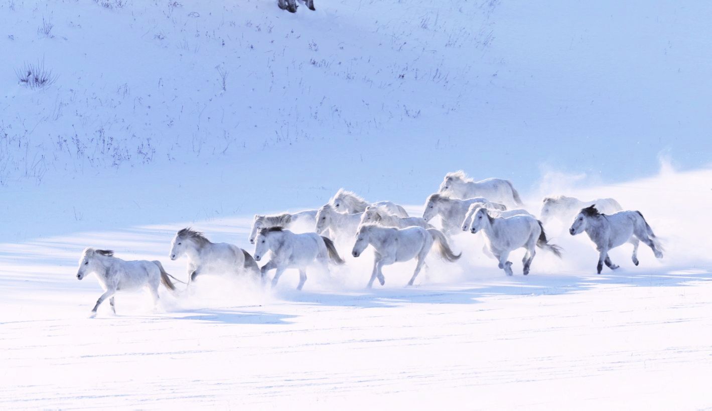 雪地骏马