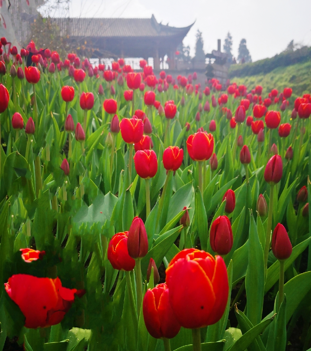 姹紫嫣红总是春(新津花舞人间国家aaaa风景区)2019.3.9.