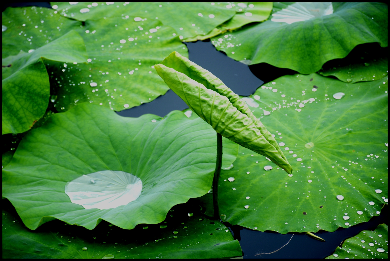 听雨