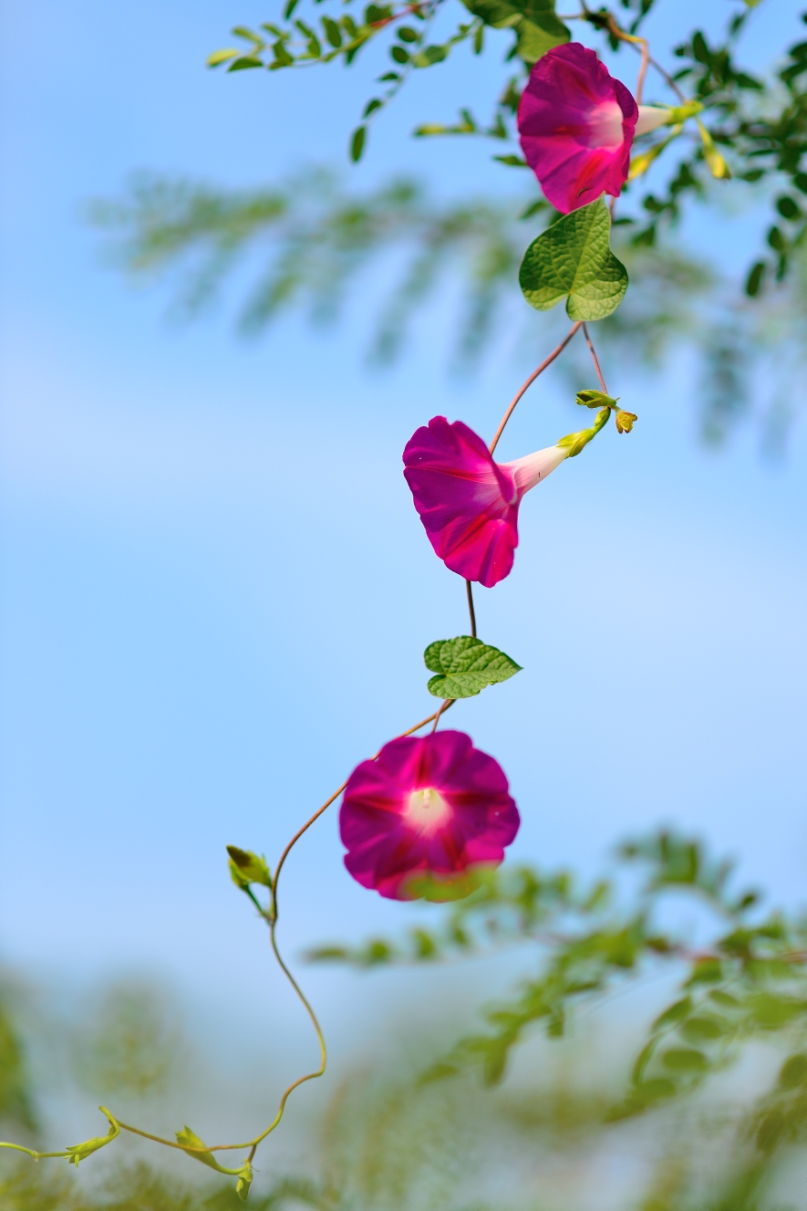 咏牵牛花