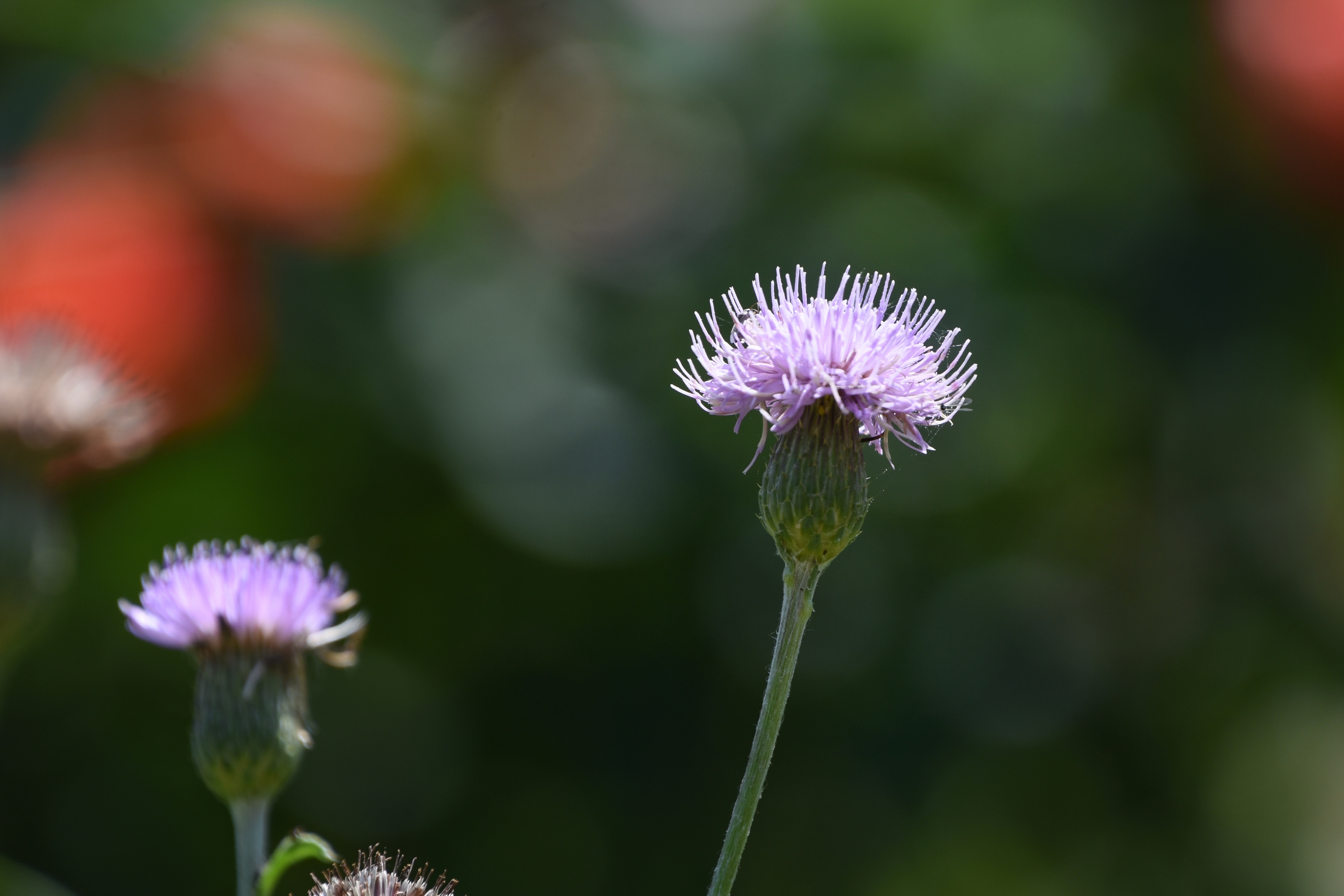 浅夏,花开的季节