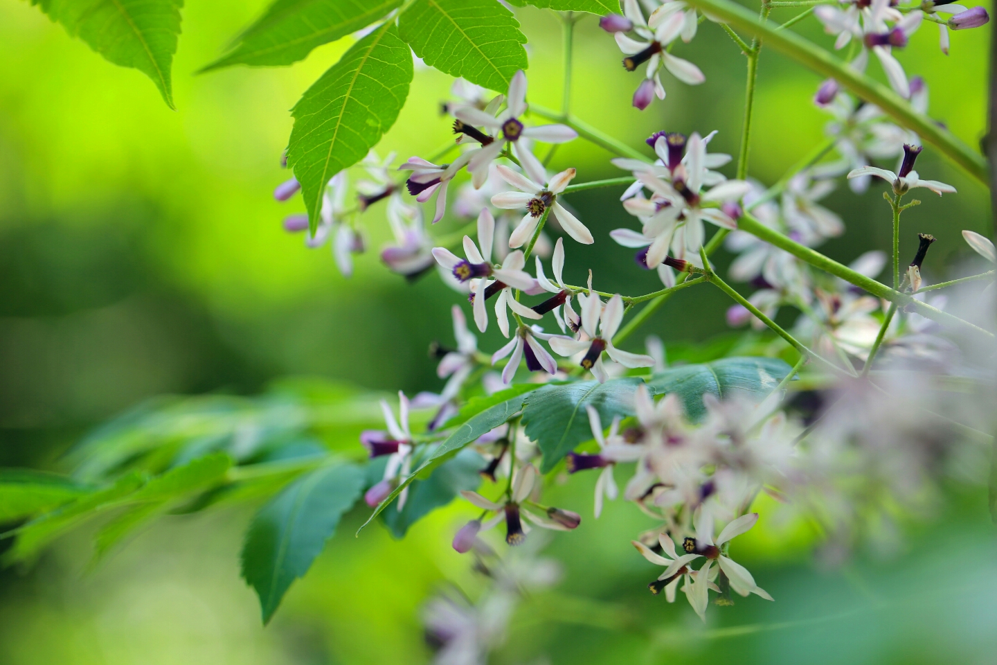 楝树花开