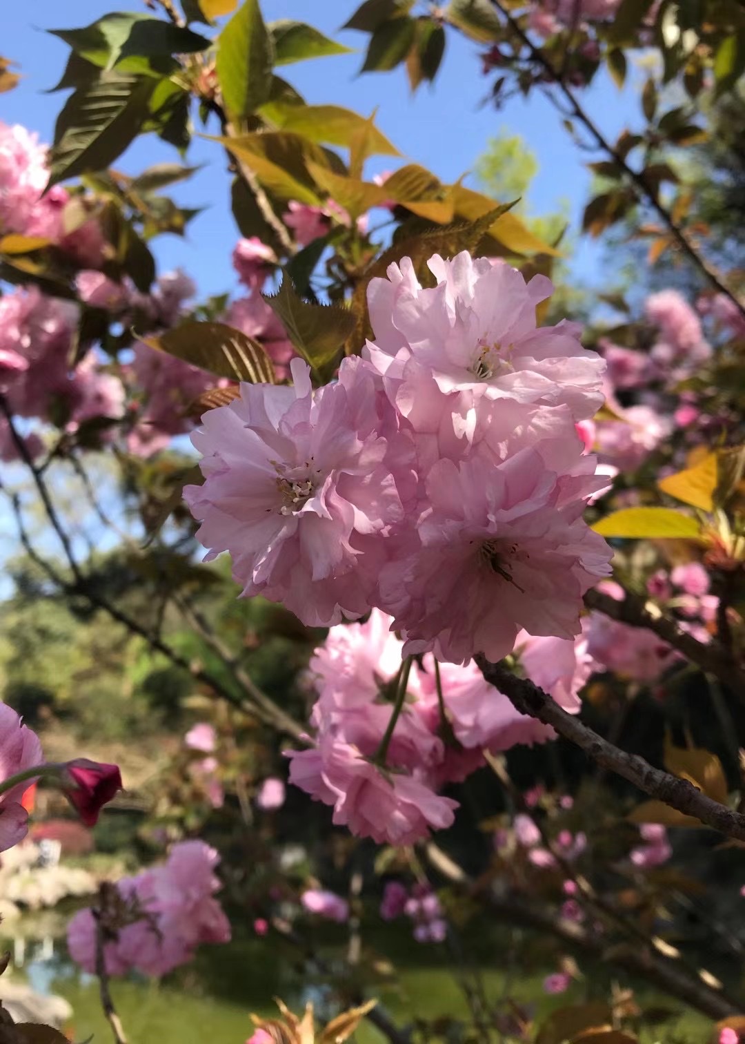 百花盛开 芬芳争艳