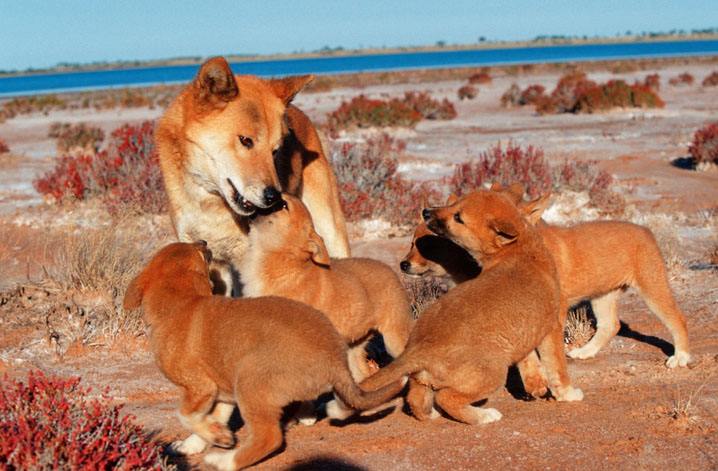 澳洲野犬