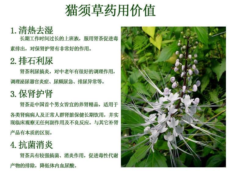 【首发】我的痛风解药:猫须草