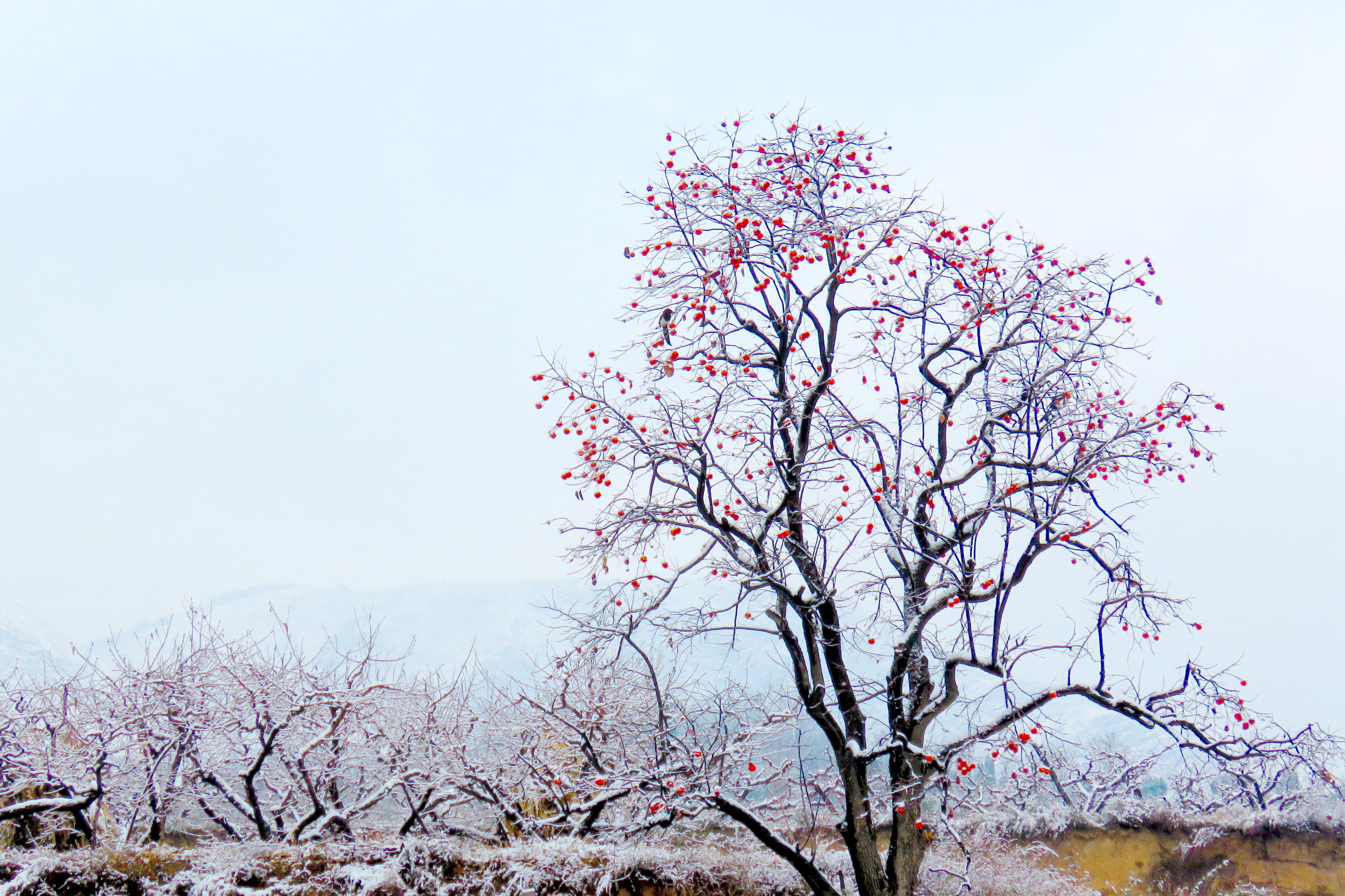 雪飘枝头柿子红