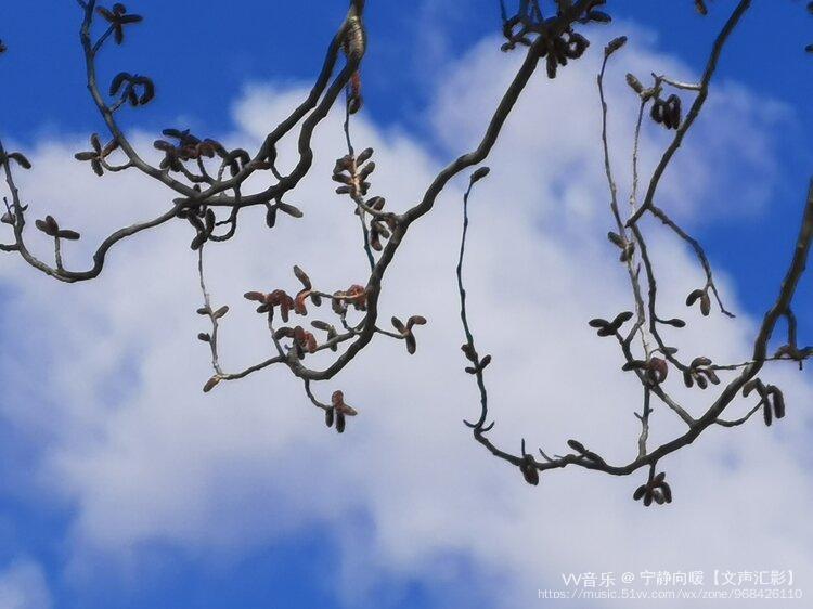 【首发】杨树狗儿戏云朵(宁静向暖)