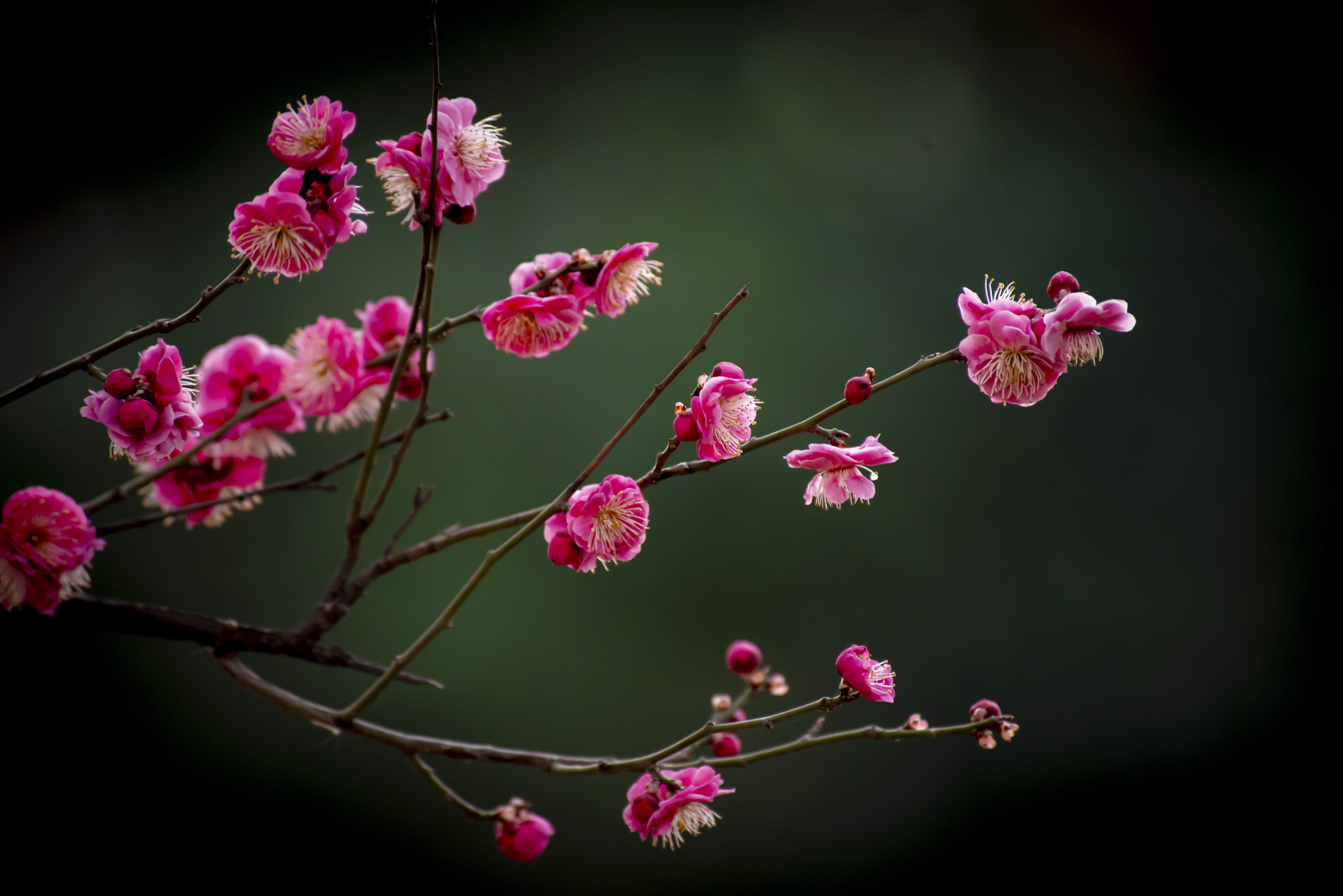 诗情画意红梅花(二)