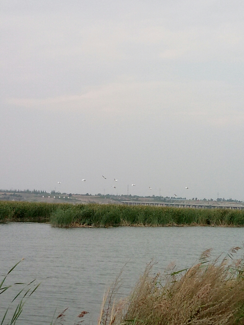 去大同桑干河湿地公园观秋景
